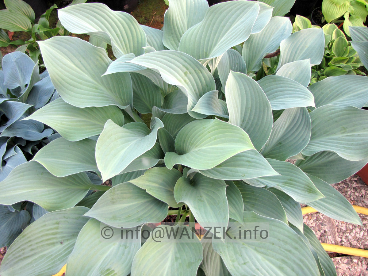 Hosta nigrescens Krossa Regal 01.JPG